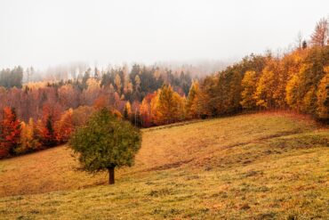 Sport et Réflexologie Plantaire : un combiné gagnant pour le bien être de tous les Sportifs !